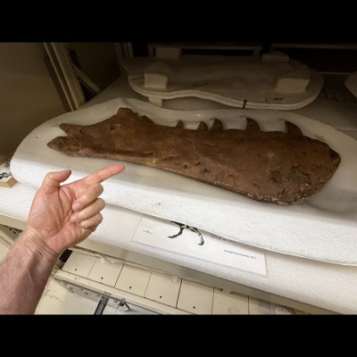 This is one of the dentary bones of the FIRST T. rex ever described. It's housed at Carnegie Museum of Natural History in Pittsburgh, Pennsylvania, after being discovered in Montana in 1902 by Barnum Brown and described by Henry Fairfield Osborn in 1905. Because of its scientific importance Ray was not allowed to touch it!