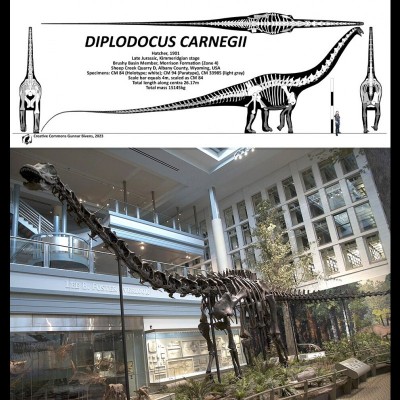 the holotype of Diplodocus carnegii, specimen CM 84, makes up about two-thirds of the Dippy mounted skeleton, with the remaining one-third being mostly comprised by the paratype CM 94.